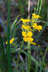 Yellow meadowbeauty